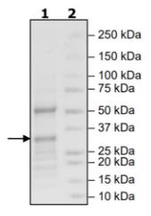 SDS-PAGE (TIPARP-298H).jpg